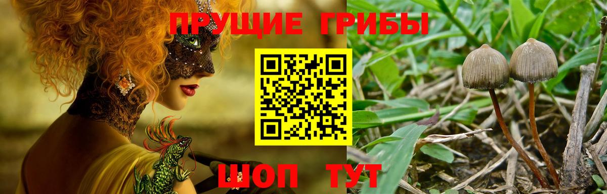 Галлюциногенные грибы Psilocybe Пушкино